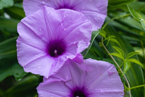 THE PATIENCE OF GLORY : Patience Hupomeno