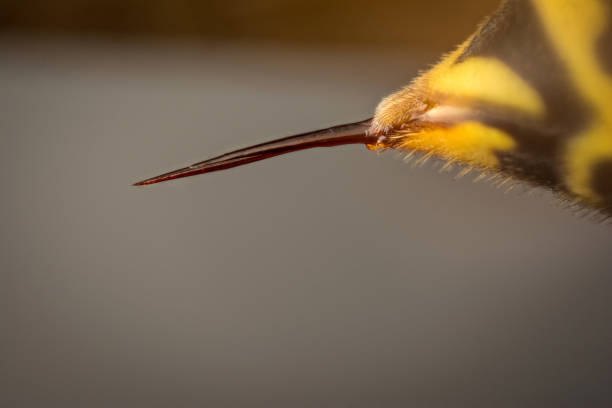 The Sting as a Weapon of Death in the Witchcraft World.
