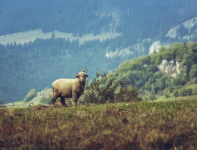 THE LOST SHEEP.