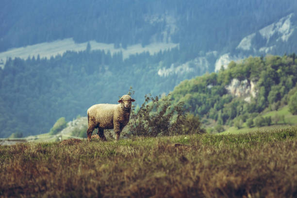 THE LOST SHEEP.