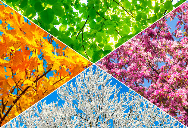 SEASONS OF ABUNDANCE AND SCARCITY.